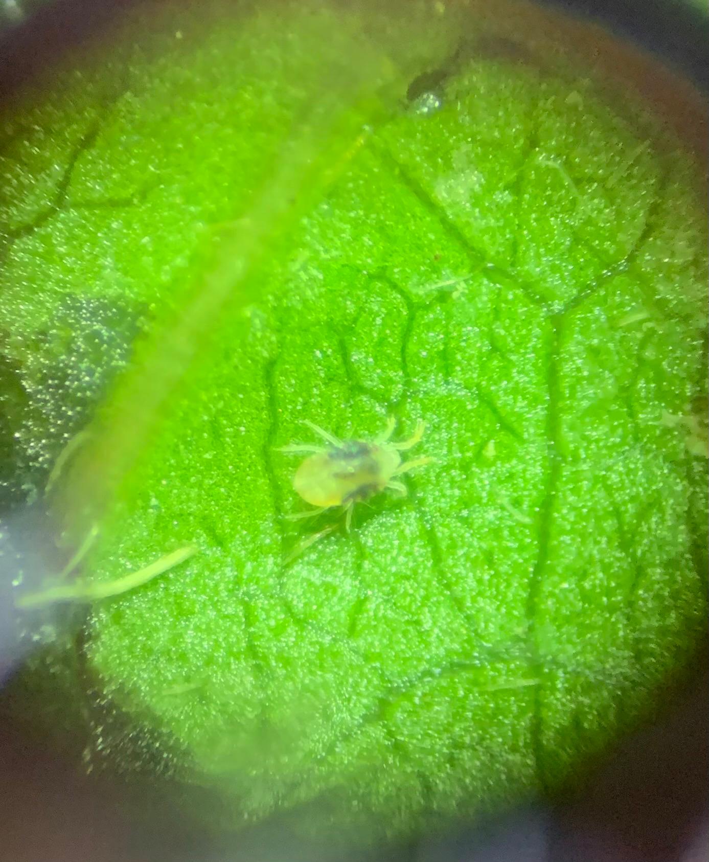 Tetranychus urticae