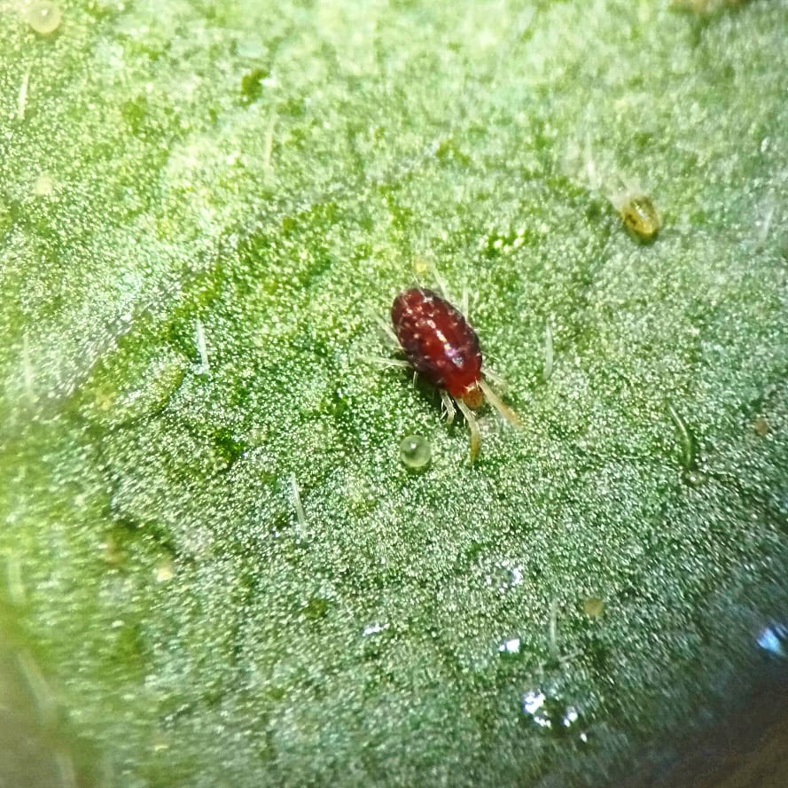 Tetranychus neocaledonicus